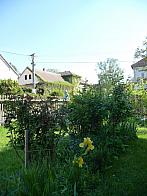 Třibřichy