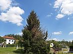 Olešná