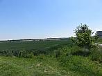 Třibřichy