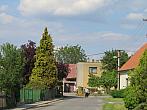 Třibřichy