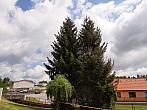 Olešná