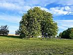 Pacov