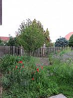 Třibřichy