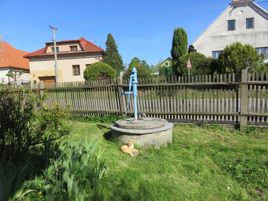 Třibřichy