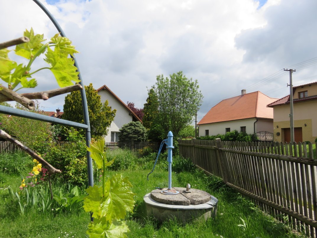 Třibřichy