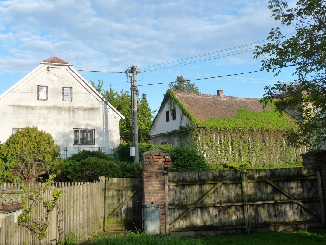Třibřichy