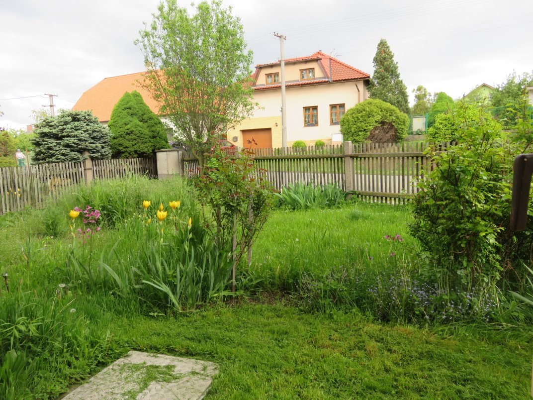 Třibřichy