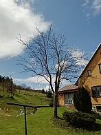 Skalité