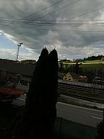 Skalité