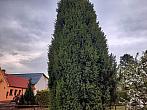 Olešná