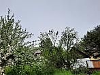 Olešná
