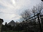 Třibřichy