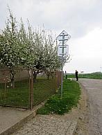 Třibřichy