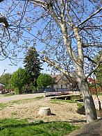 Třibřichy