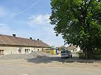 Třibřichy