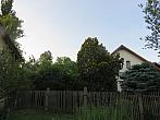 Třibřichy