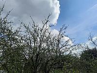 Olešná