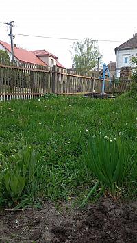 Třibřichy