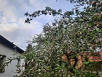 Olešná