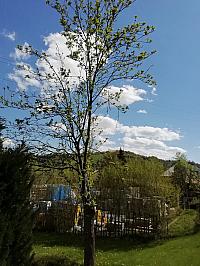 Skalité