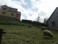 Skalité