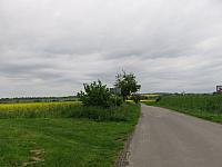 Třibřichy