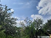 Olešná