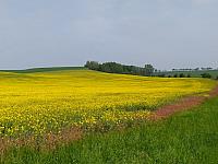 Dobromilice