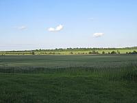 Třibřichy