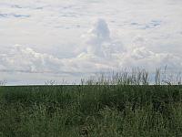 Třibřichy