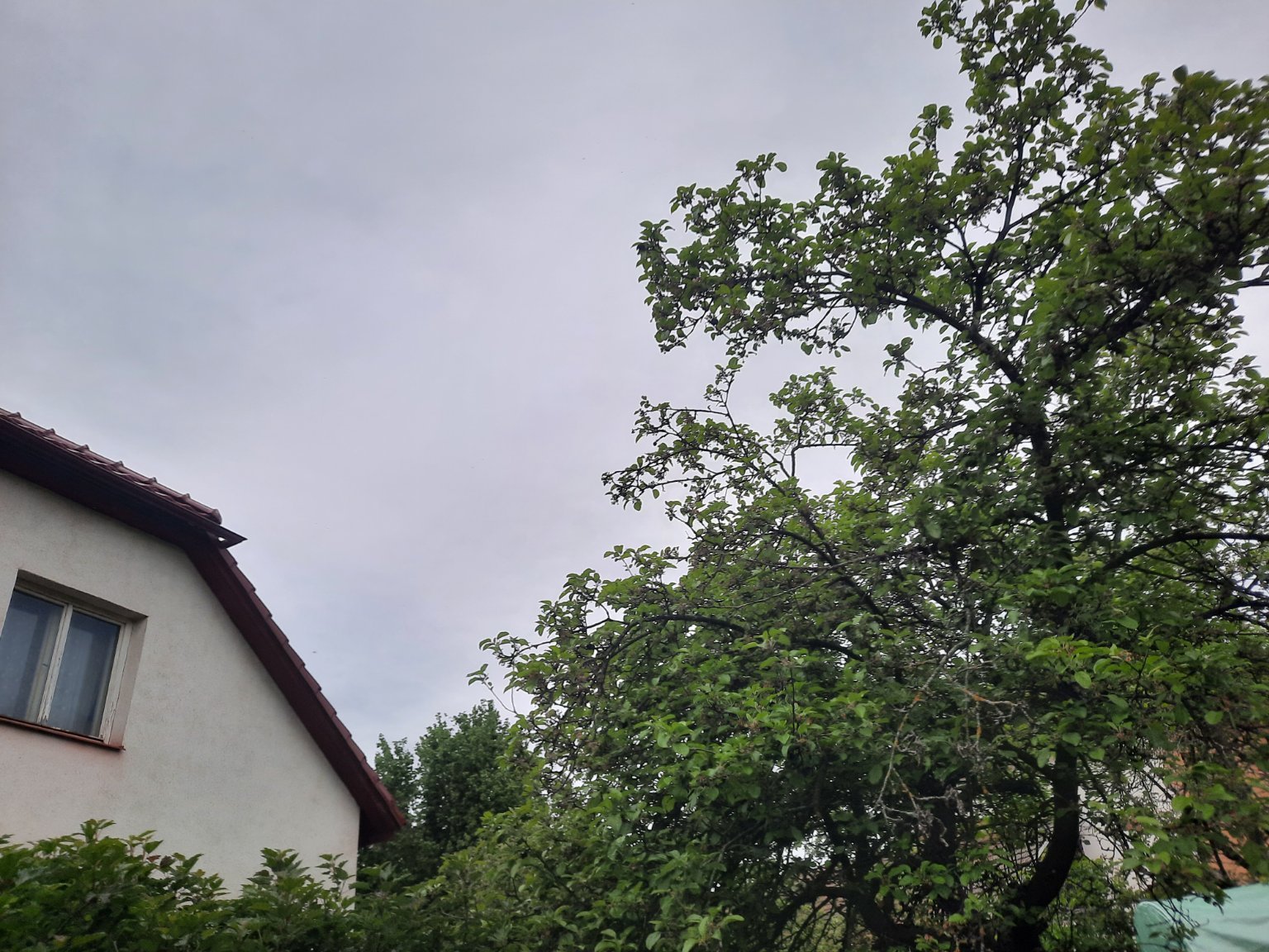 Olešná