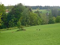 Němčice Zhoř
