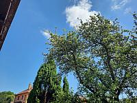 Olešná