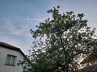 Olešná