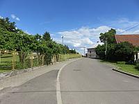 Třibřichy