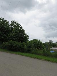 Třibřichy