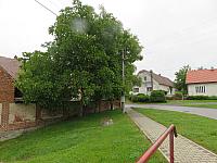 Třibřichy