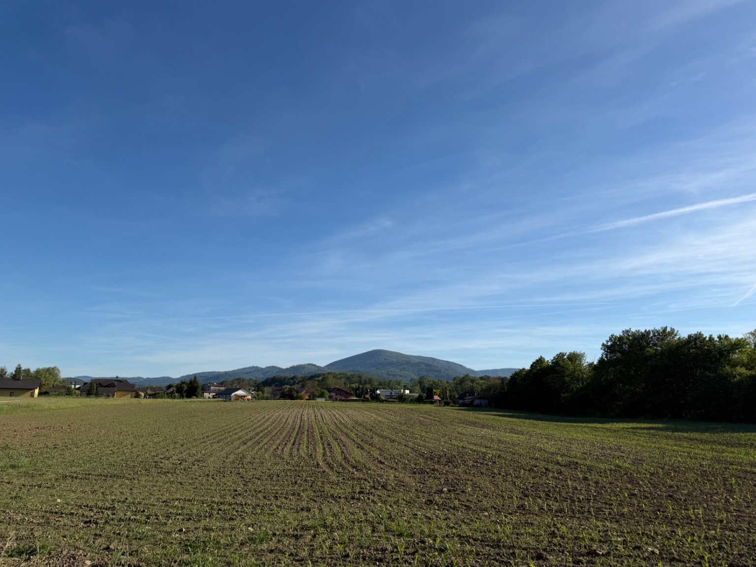 Vendryně
