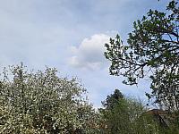 Olešná