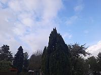 Olešná