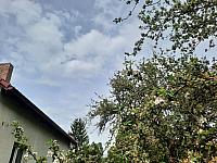 Olešná