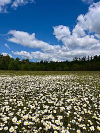 Nová Ves pod Pleší