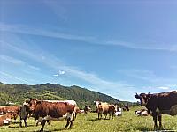 Stará Bystrica