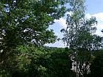 Borovina