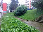 Borovina