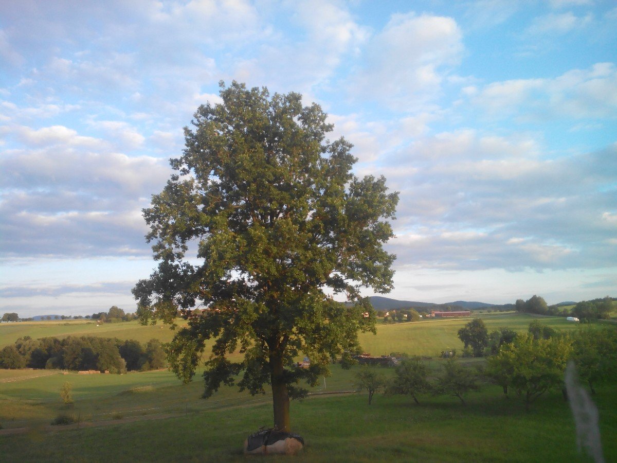 Todně