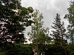 Borovina