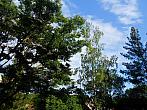 Borovina