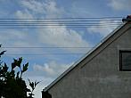 Třibřichy