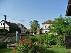 Třibřichy